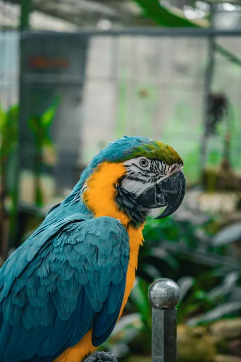 Parrot Phone Wallpaper · pets · 1440×2160