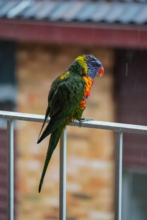 Parrot Phone Wallpaper · pets · 1440×2160