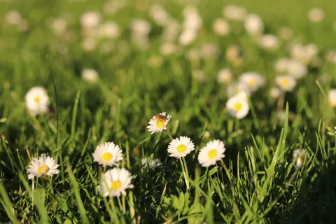Daisy Field 4K Wallpaper · flowers · 3840×2560
