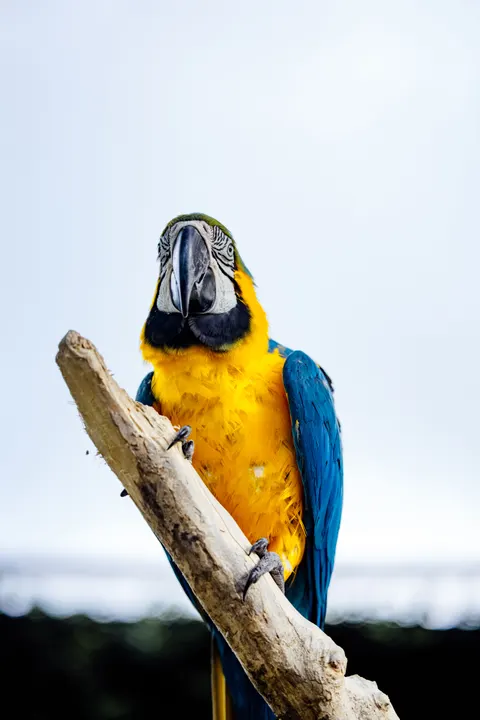 Parrot Phone Wallpaper · pets · 1440×2159
