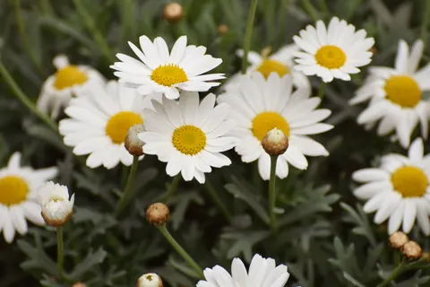 Papatya Tarlası 4K Duvar Kağıdı · flowers · 3840×2560