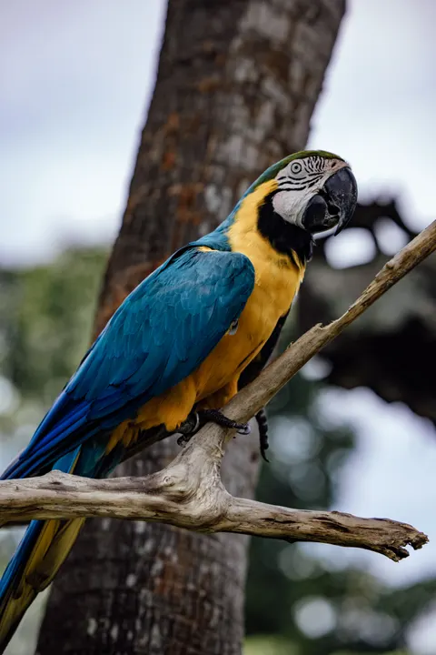 Parrot Phone Wallpaper · pets · 1440×2159