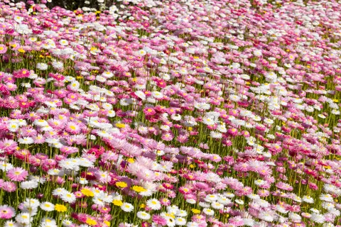 Sfondo Campo di margherite 4K · flowers · 3840×2560