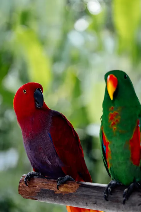 Parrot Phone Wallpaper · pets · 1440×2159