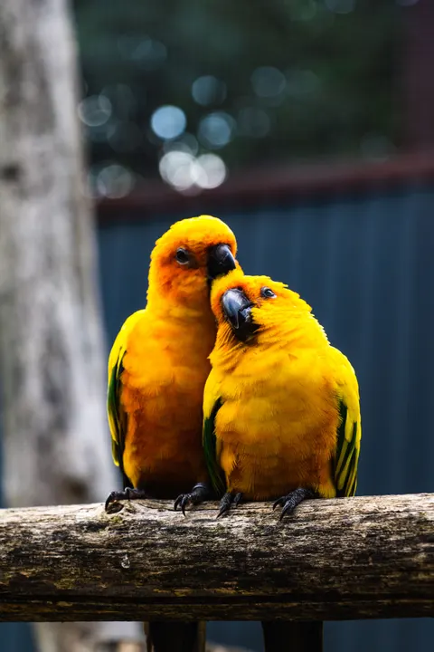 Parrot Phone Wallpaper · pets · 1440×2160