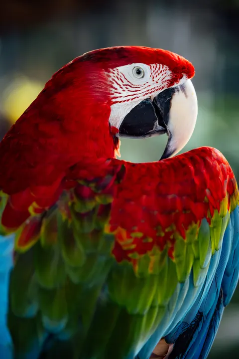 Parrot Phone Wallpaper · pets · 1440×2159