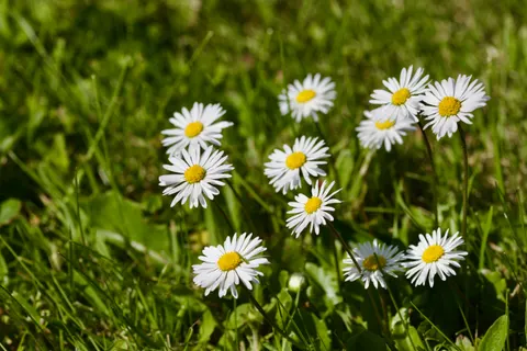 Papatya Tarlası 4K Duvar Kağıdı · flowers · 3840×2560