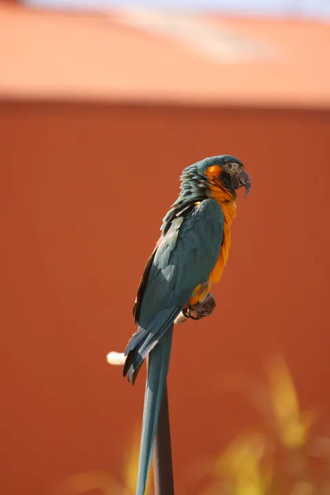 Parrot Phone Wallpaper · pets · 1440×2159