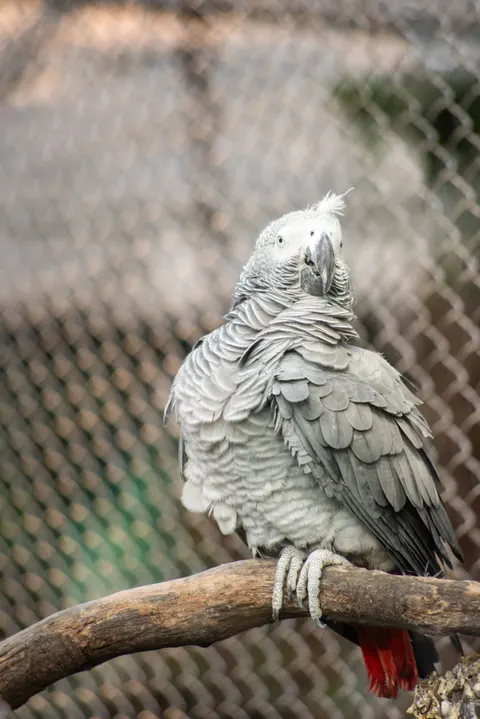 Parrot Phone Wallpaper · pets · 1440×2158