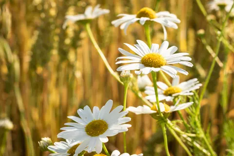 Daisy Field 4K Wallpaper · flowers · 3840×2560