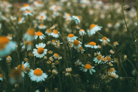 Daisy Field 4K Wallpaper · flowers · 3840×2560