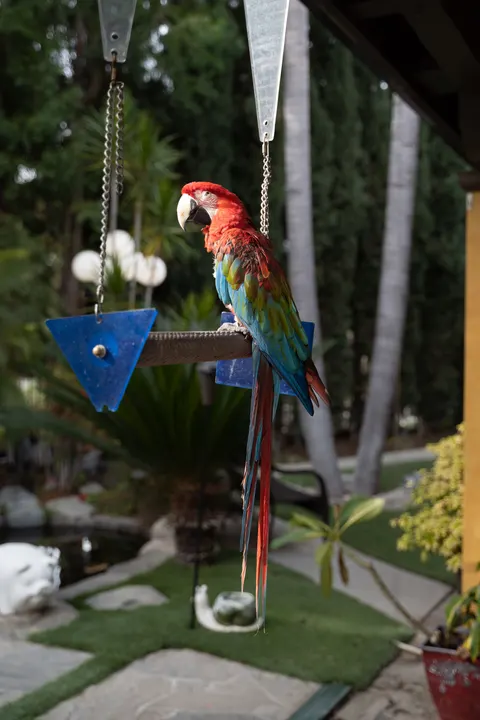 Parrot Phone Wallpaper · pets · 1440×2160