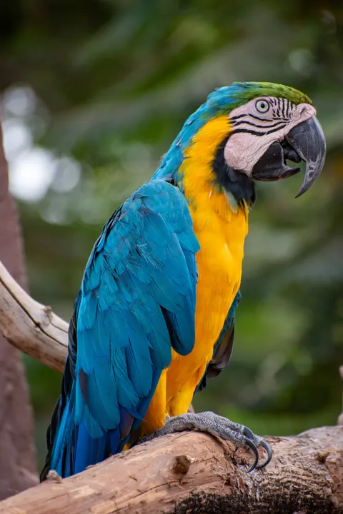 Parrot Phone Wallpaper · pets · 1440×2160