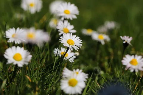 雏菊花田 4K壁纸 · flowers · 3840×2560
