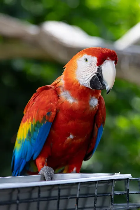 Parrot Phone Wallpaper · pets · 1440×2160