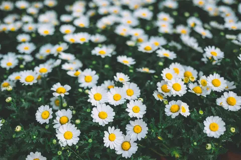 والپیپر دشت گل مروارید با کیفیت 4K · flowers · 3840×2563