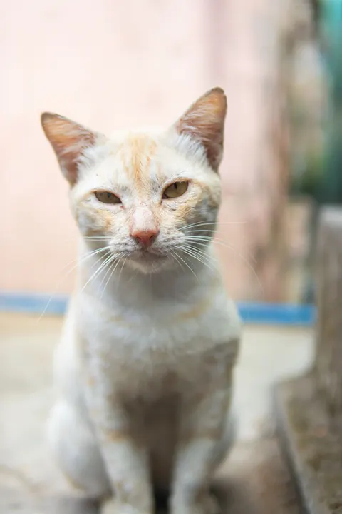 Cute Cat Phone Wallpaper · pets · 1440×2160