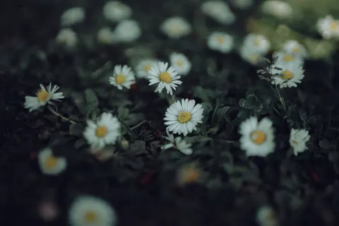 والپیپر دشت گل مروارید با کیفیت 4K · flowers · 3840×2560