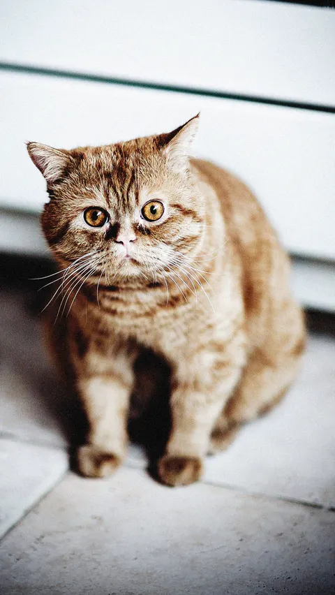 Cute Cat Phone Wallpaper · pets · 1440×2557