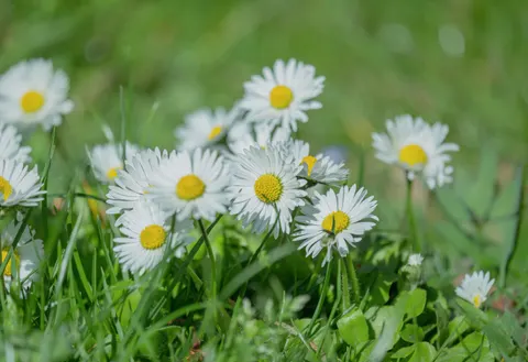 雛菊花田 4K桌布 · flowers · 3840×2628