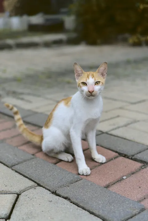 Cute Cat Phone Wallpaper · pets · 1440×2154