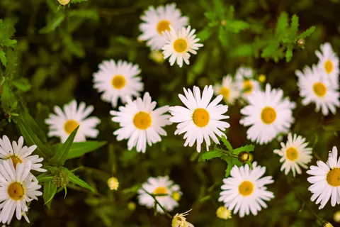 Wallpaper Ladang Bunga Aster 4K · flowers · 3840×2560