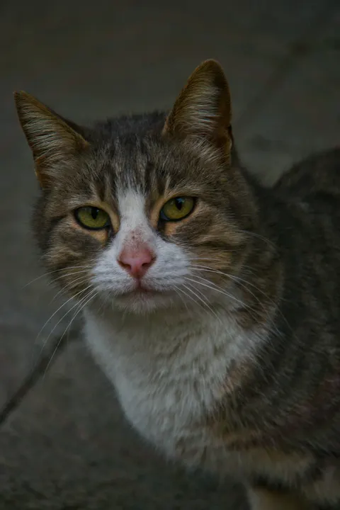 Cute Cat Phone Wallpaper · pets · 1440×2160