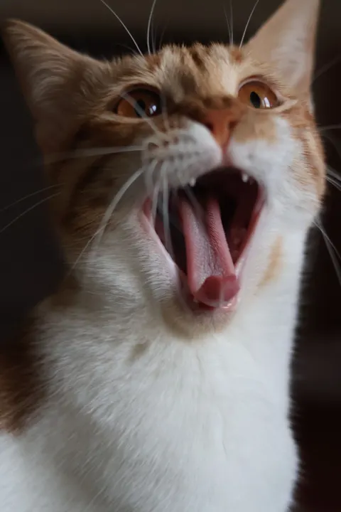 Cute Cat Phone Wallpaper · pets · 1440×2160