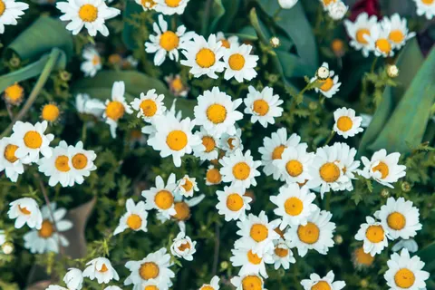 Daisy Field 4K Wallpaper · flowers · 3840×2560