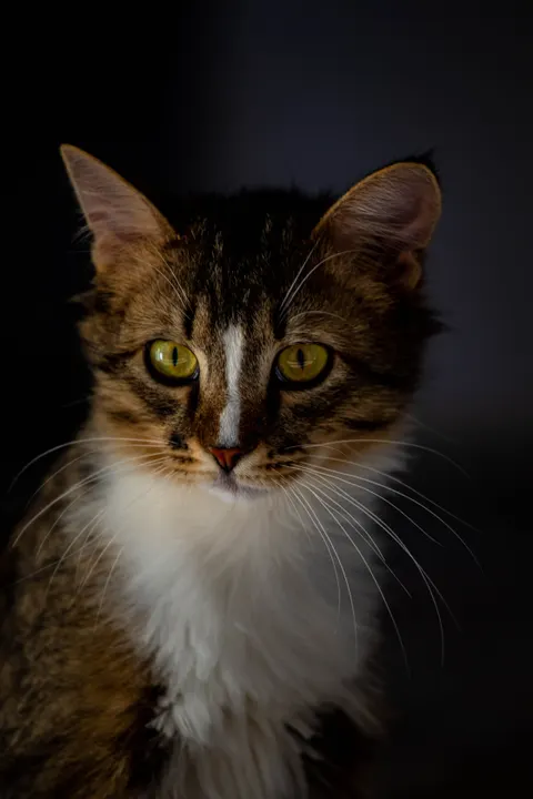 Cute Cat Phone Wallpaper · pets · 1440×2160
