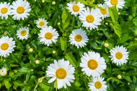 डेज़ी का खेत 4K वॉलपेपर · flowers · 3840×2560