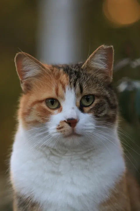 Cute Cat Phone Wallpaper · pets · 1440×2160