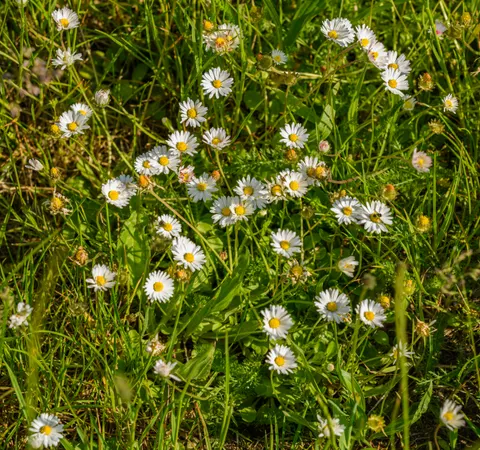 雛菊花田 4K桌布 · flowers · 3840×3603