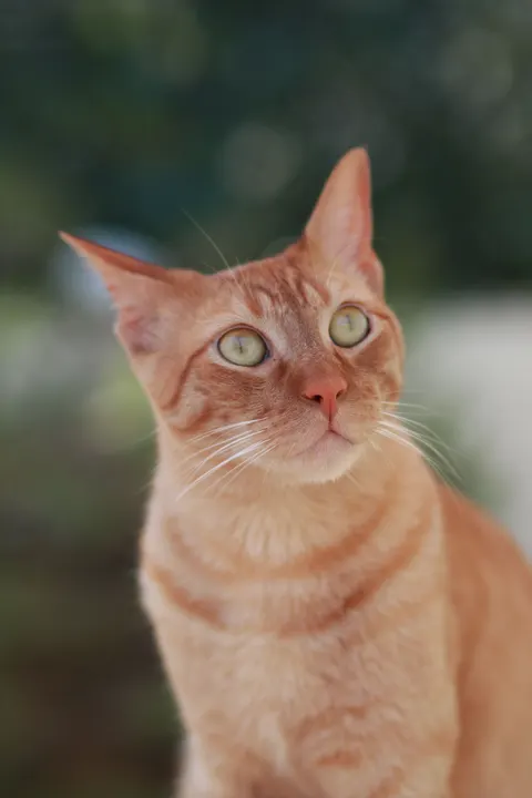 Cute Cat Phone Wallpaper · pets · 1440×2160