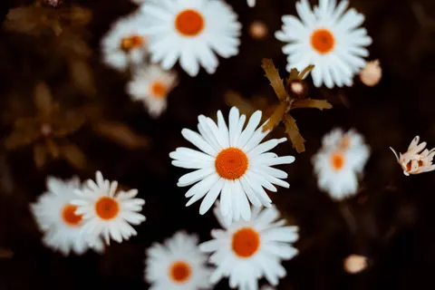 डेज़ी का खेत 4K वॉलपेपर · flowers · 3840×2560