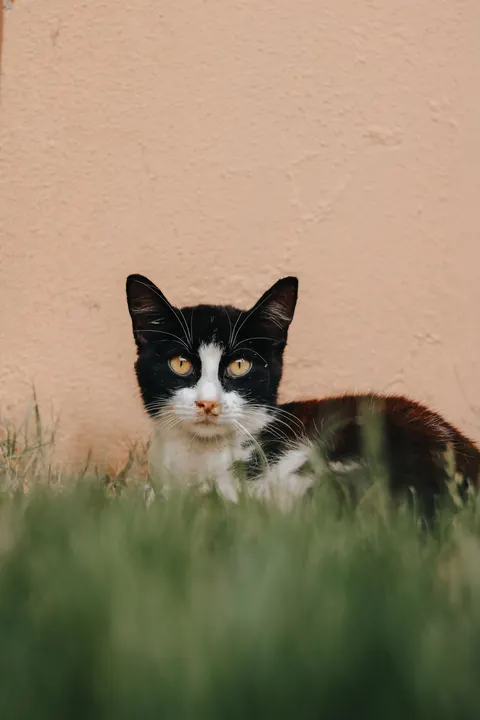 Sevimli Kedi Telefon Duvar Kağıdı · pets · 1440×2160