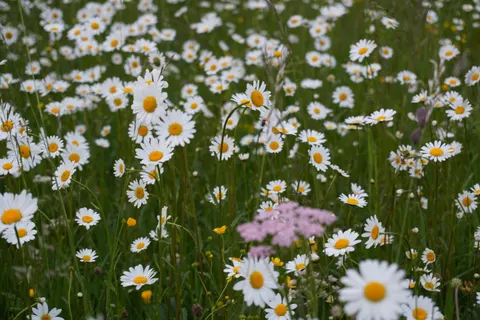 Daisy Field 4K Wallpaper · flowers · 3840×2560