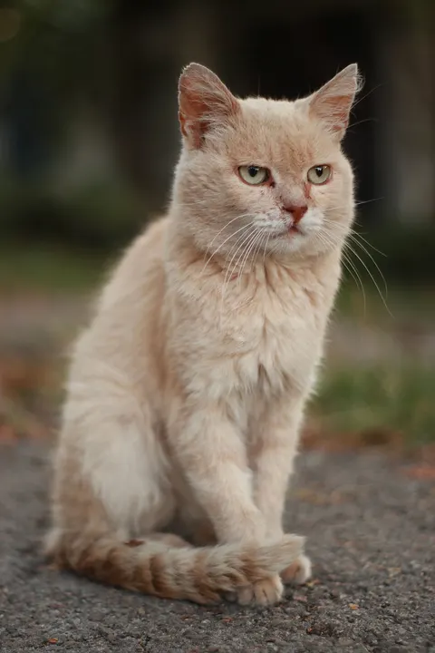 Cute Cat Phone Wallpaper · pets · 1440×2160