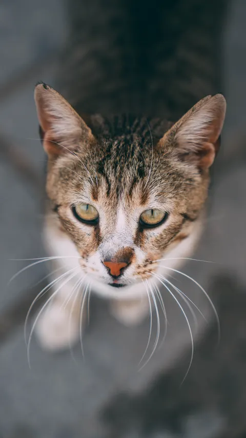 Cute Cat Phone Wallpaper · pets · 1440×2561
