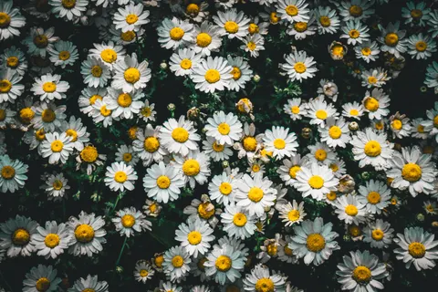 Daisy Field 4K Wallpaper · flowers · 3840×2560