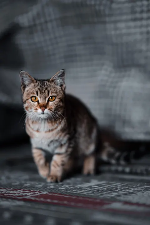 Cute Cat Phone Wallpaper · pets · 1440×2160
