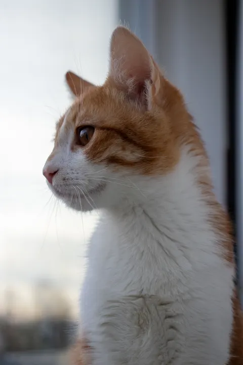 Cute Cat Phone Wallpaper · pets · 1440×2160
