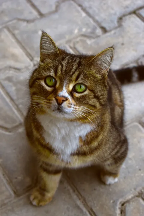 Schattige kat Telefoon Achtergrond · pets · 1440×2160