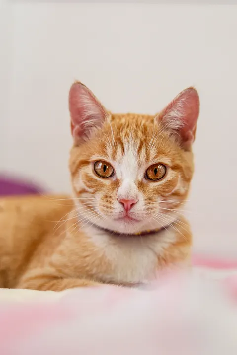 قطة لطيفة خلفية للجوال · pets · 1440×2160