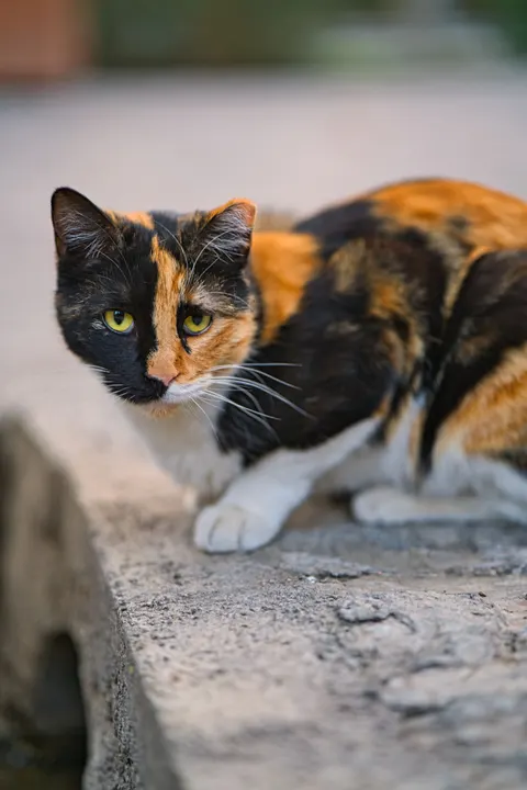 Cute Cat Phone Wallpaper · pets · 1440×2160