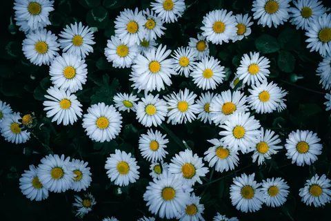 Tapeta Pole stokrotek 4K · flowers · 3840×2560