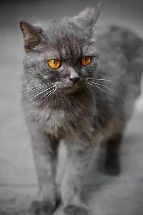 Cute Cat Phone Wallpaper · pets · 1440×2160