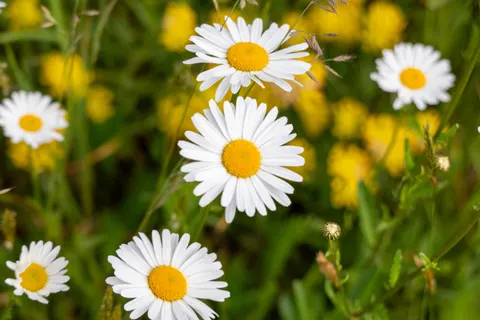 Papel de parede Campo de margaridas 4K · flowers · 3840×2560