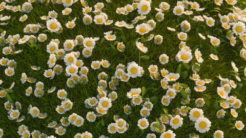 Daisy Field 4K Wallpaper · flowers · 3840×2160