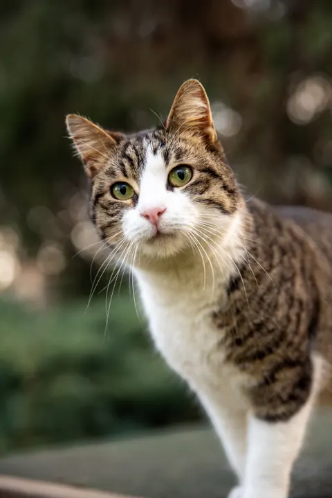 Fondo de Pantalla para Móvil Gato Tierno · pets · 1440×2158